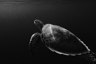 Turtle